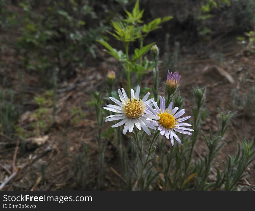 Flower, Plant, Flora, Aster