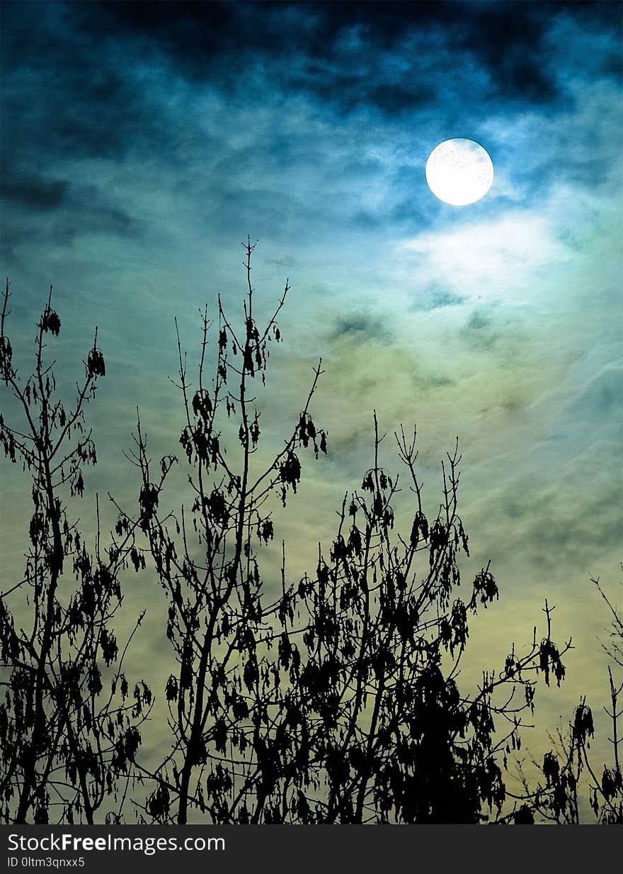 Sky, Nature, Cloud, Branch