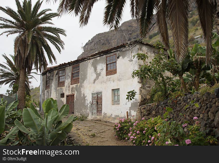 Property, Arecales, Palm Tree, Hacienda