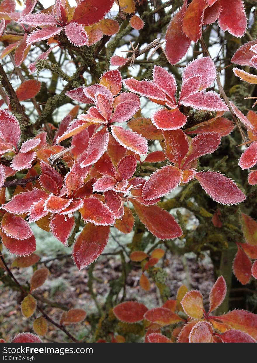 Leaf, Plant, Shrub, Tree