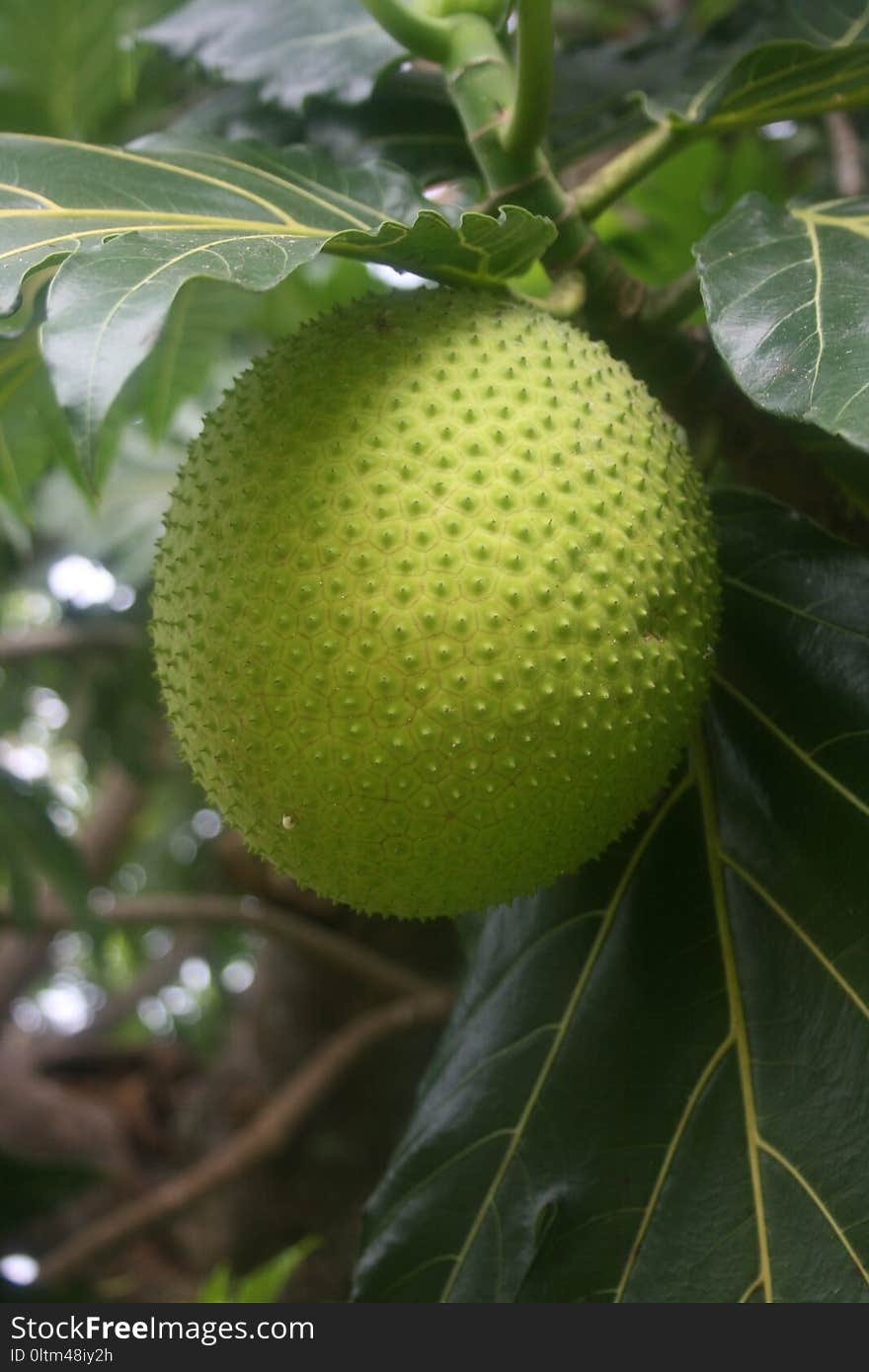 Fruit, Fruit Tree, Artocarpus, Produce