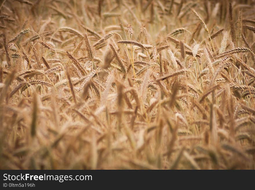 Grain, Grass Family, Food Grain, Rye