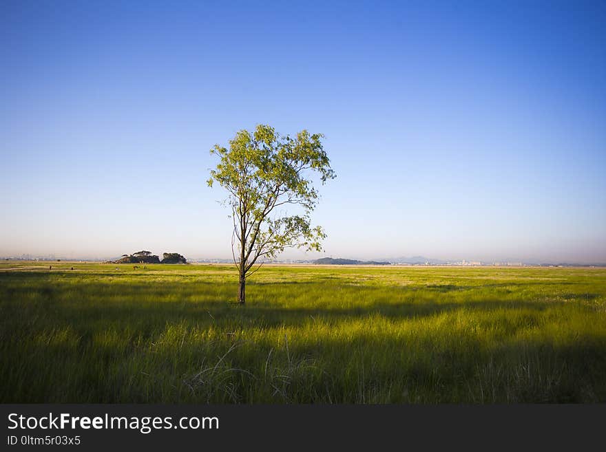 Grassland, Ecosystem, Prairie, Plain