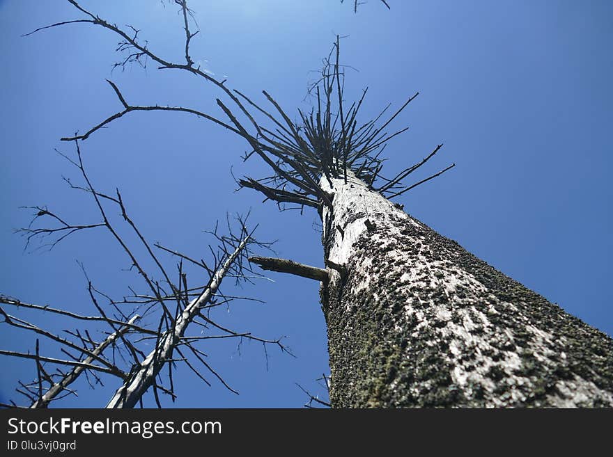 Sky, Tree, Branch, Trunk