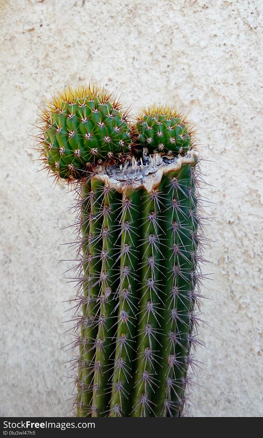 Plant, Cactus, Flowering Plant, Thorns Spines And Prickles