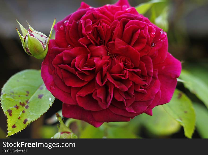 Flower, Plant, Rose, Rose Family