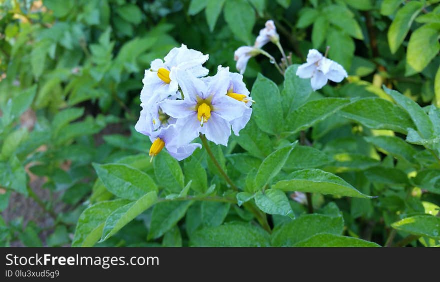 Plant, Flower, Flora, Nightshade Family