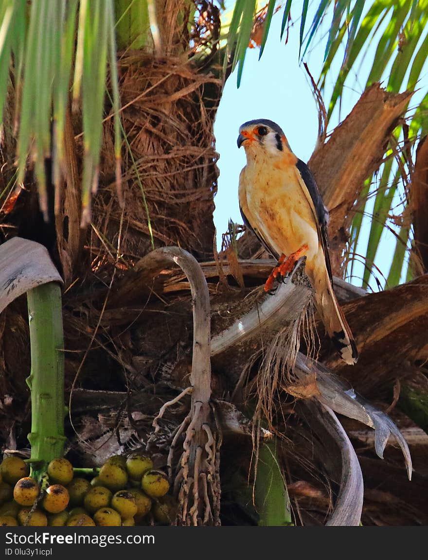 Bird, Fauna, Beak, Bird Nest