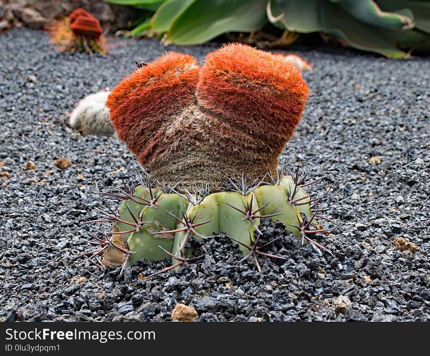 Plant, Cactus, Vegetation, Leaf