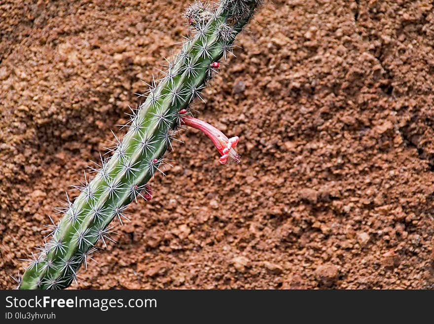 Soil, Plant, Grass, Grass Family