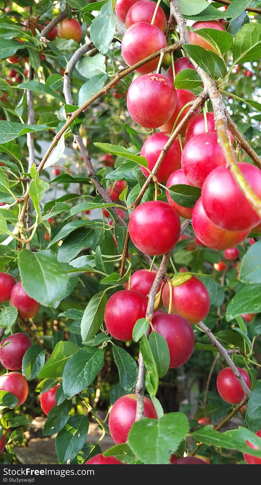 Fruit, Fruit Tree, Cherry, Plant