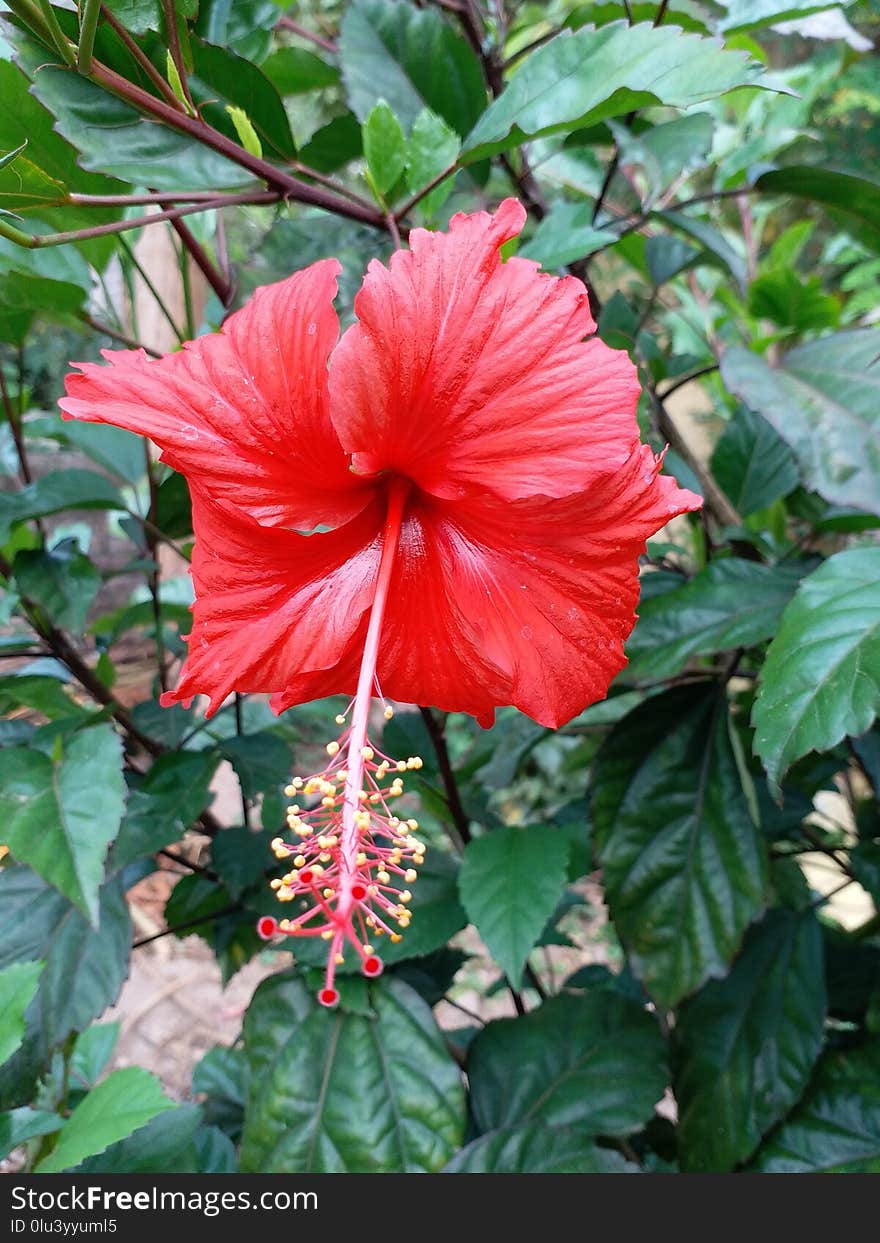 Flower, Plant, Hibiscus, Flowering Plant