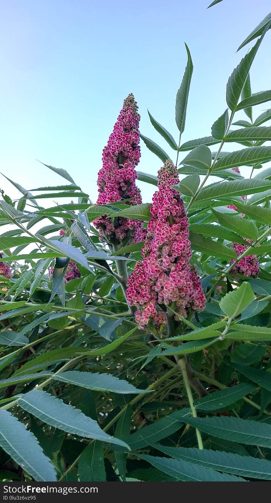 Plant, Flora, Flower, Shrub