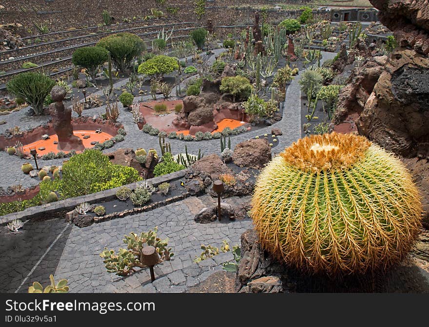 Plant, Vegetation, Botanical Garden, Cactus