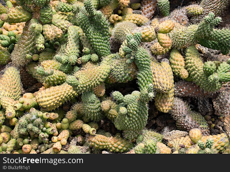 Plant, Cactus, Biome, Prickly Pear