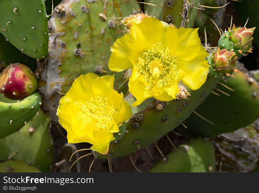 Eastern Prickly Pear, Flowering Plant, Plant, Cactus