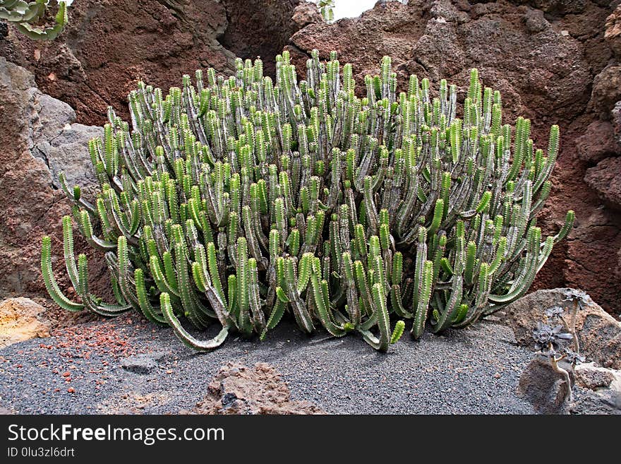 Plant, Vegetation, Flora, Cactus