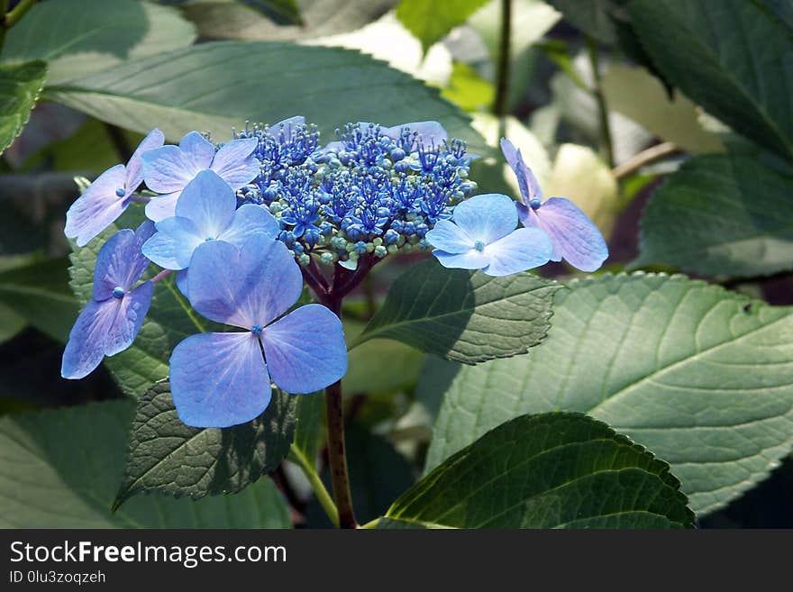 Flower, Plant, Blue, Hydrangea