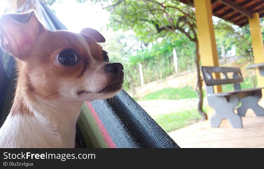 Dog, Dog Like Mammal, Dog Breed, Chihuahua