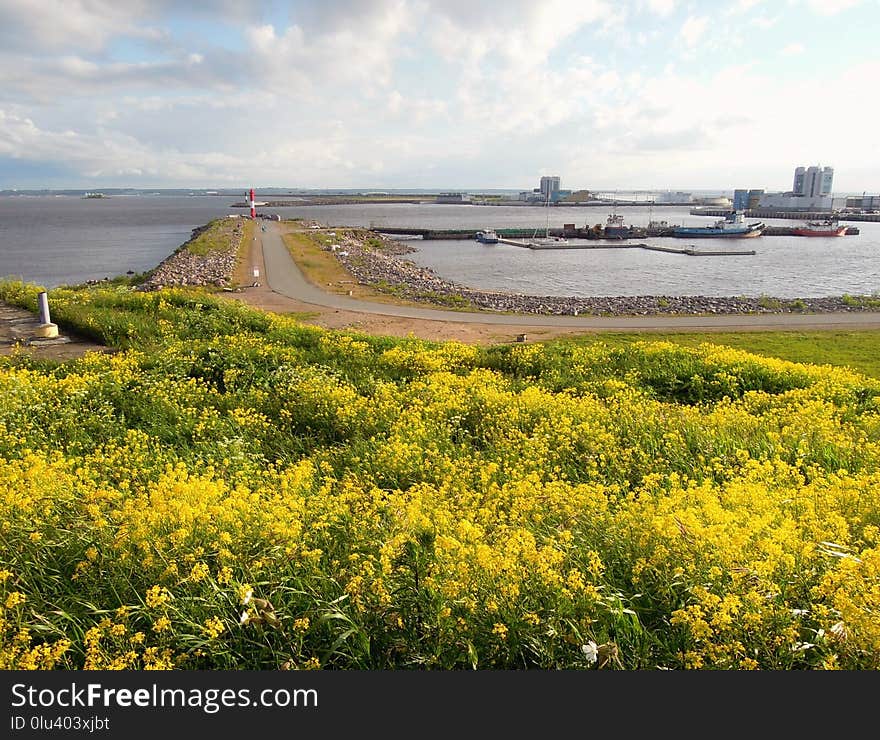 Yellow, Field, Sky, Plant