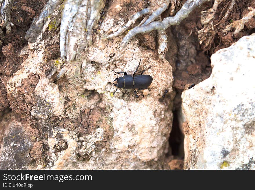 Fauna, Invertebrate, Insect, Membrane Winged Insect