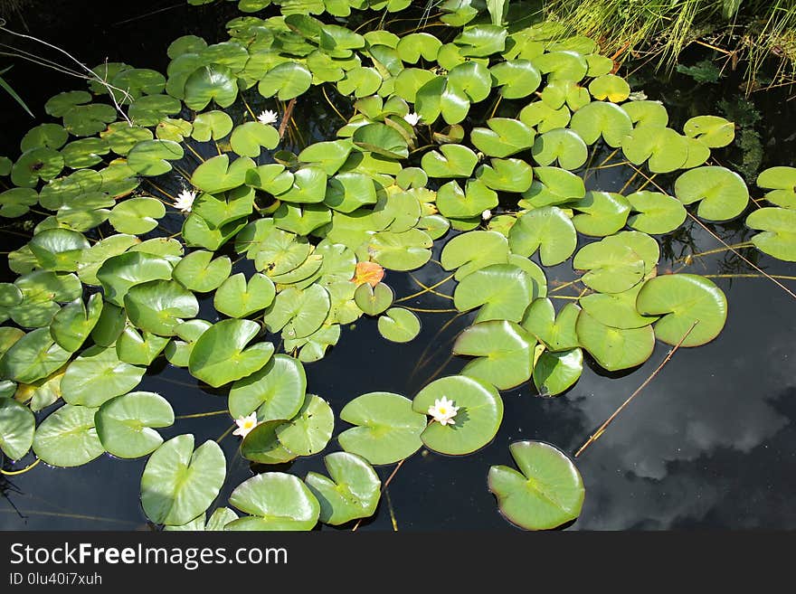 Plant, Leaf, Aquatic Plant, Flora