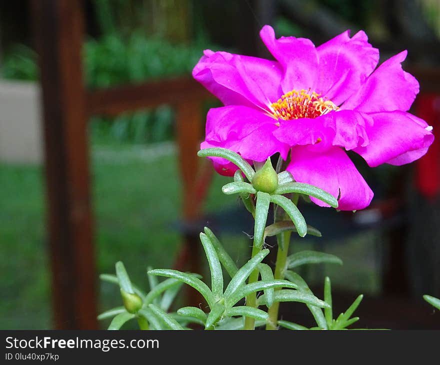 Flower, Plant, Flora, Flowering Plant