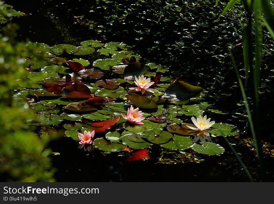 Water, Flora, Plant, Vegetation