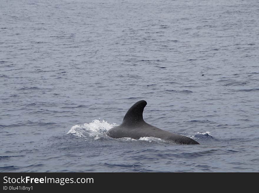 Marine Mammal, Mammal, Water, Whales Dolphins And Porpoises