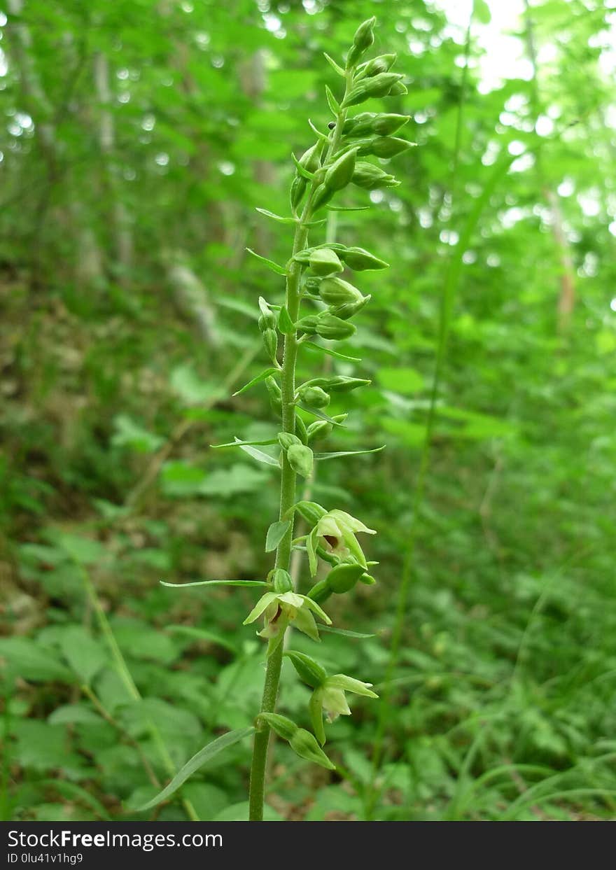 Plant, Flora, Grass, Herb