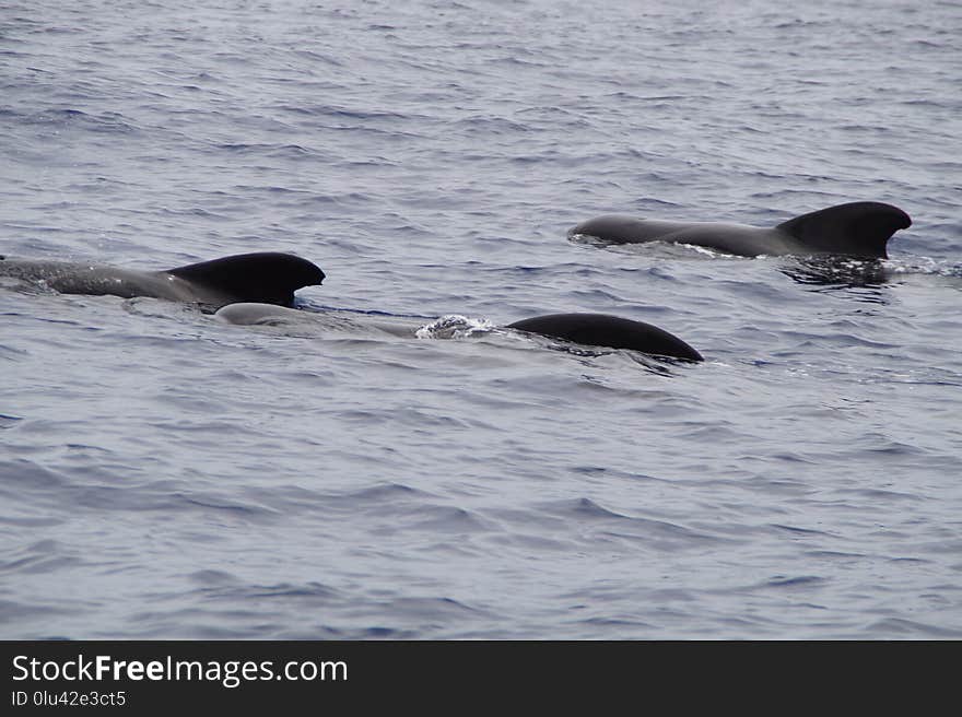 Mammal, Marine Mammal, Water, Whales Dolphins And Porpoises