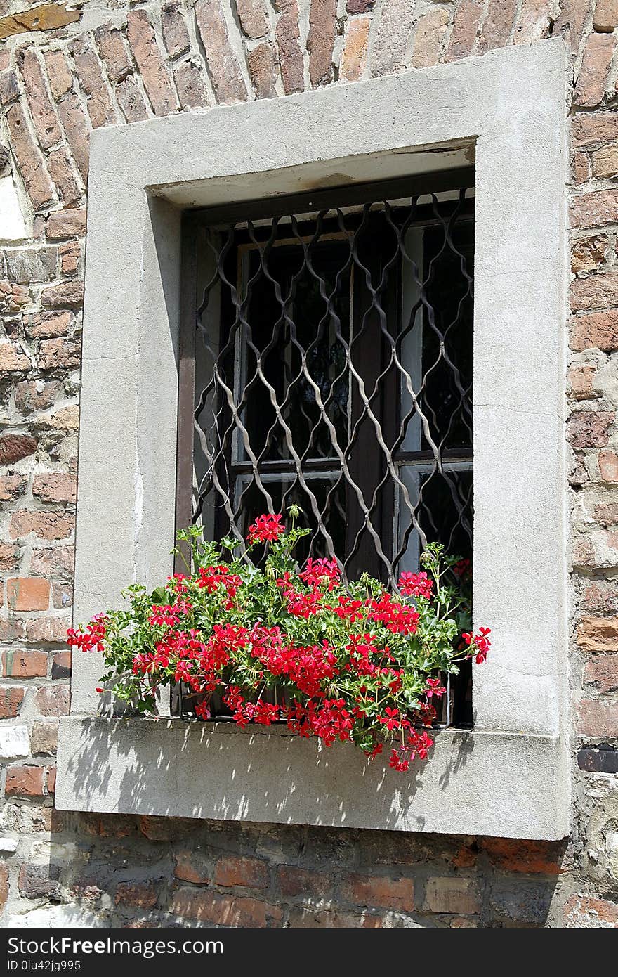 Flower, Window, Wall, Facade