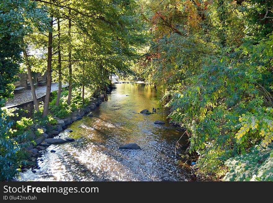 Water, Waterway, Nature, Riparian Zone