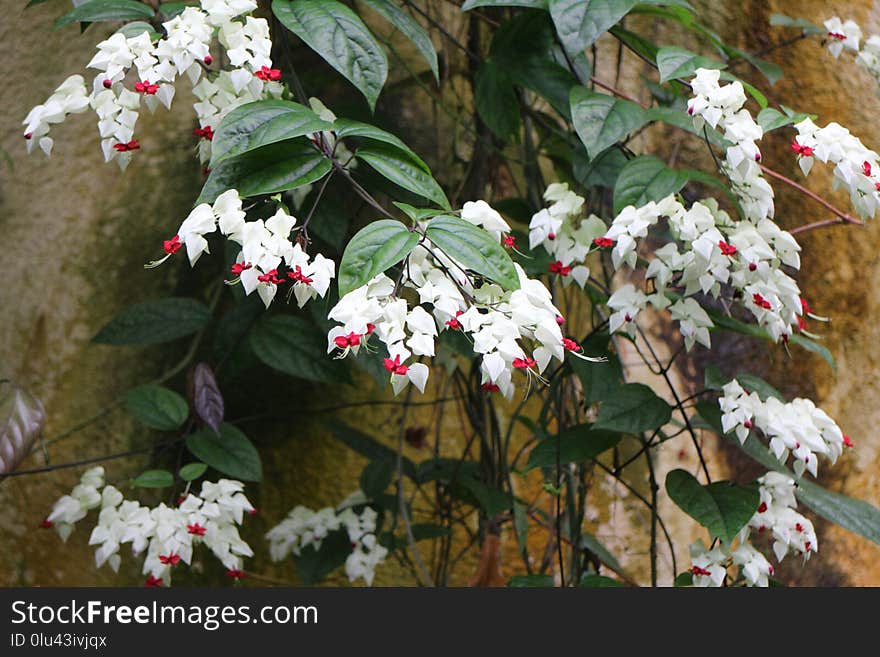 Plant, Flower, Flowering Plant, Flora