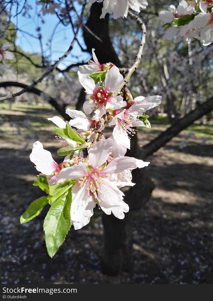 Blossom, Spring, Plant, Branch