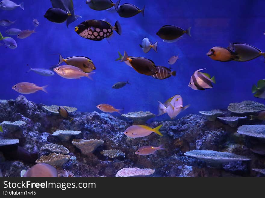 Coral Reef, Coral Reef Fish, Ecosystem, Marine Biology