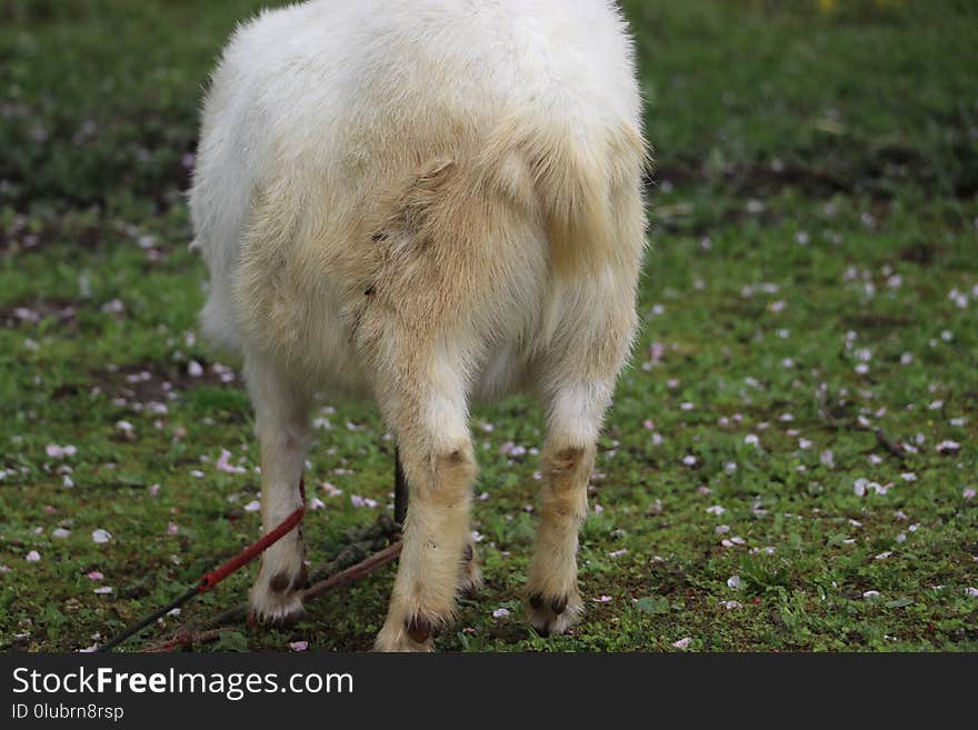 Grazing, Pasture, Fauna, Grass