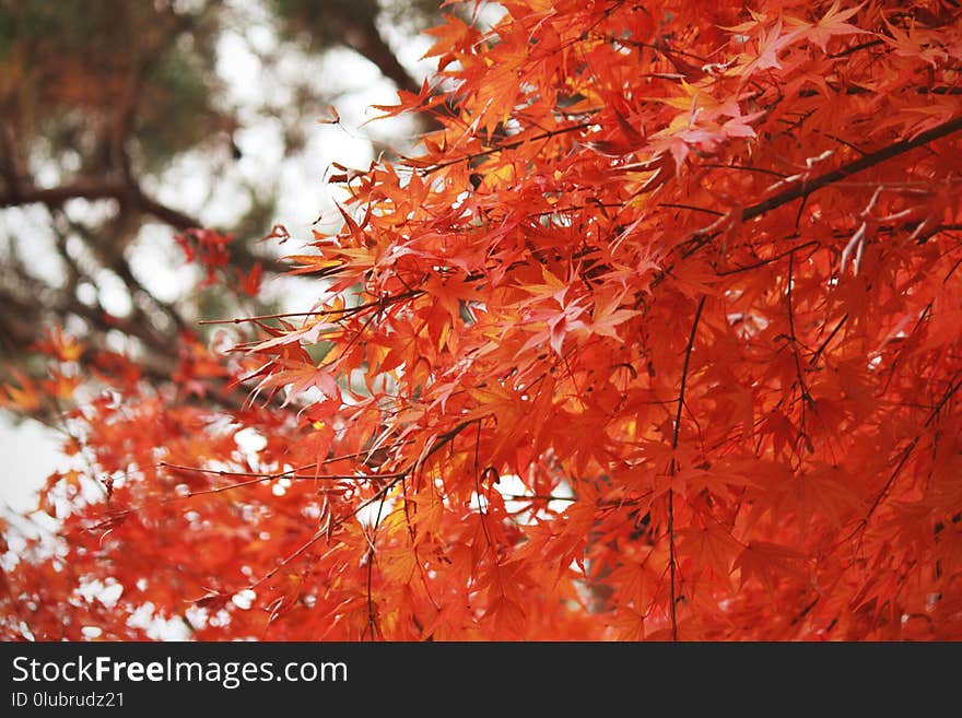 Maple Leaf, Autumn, Tree, Maple Tree