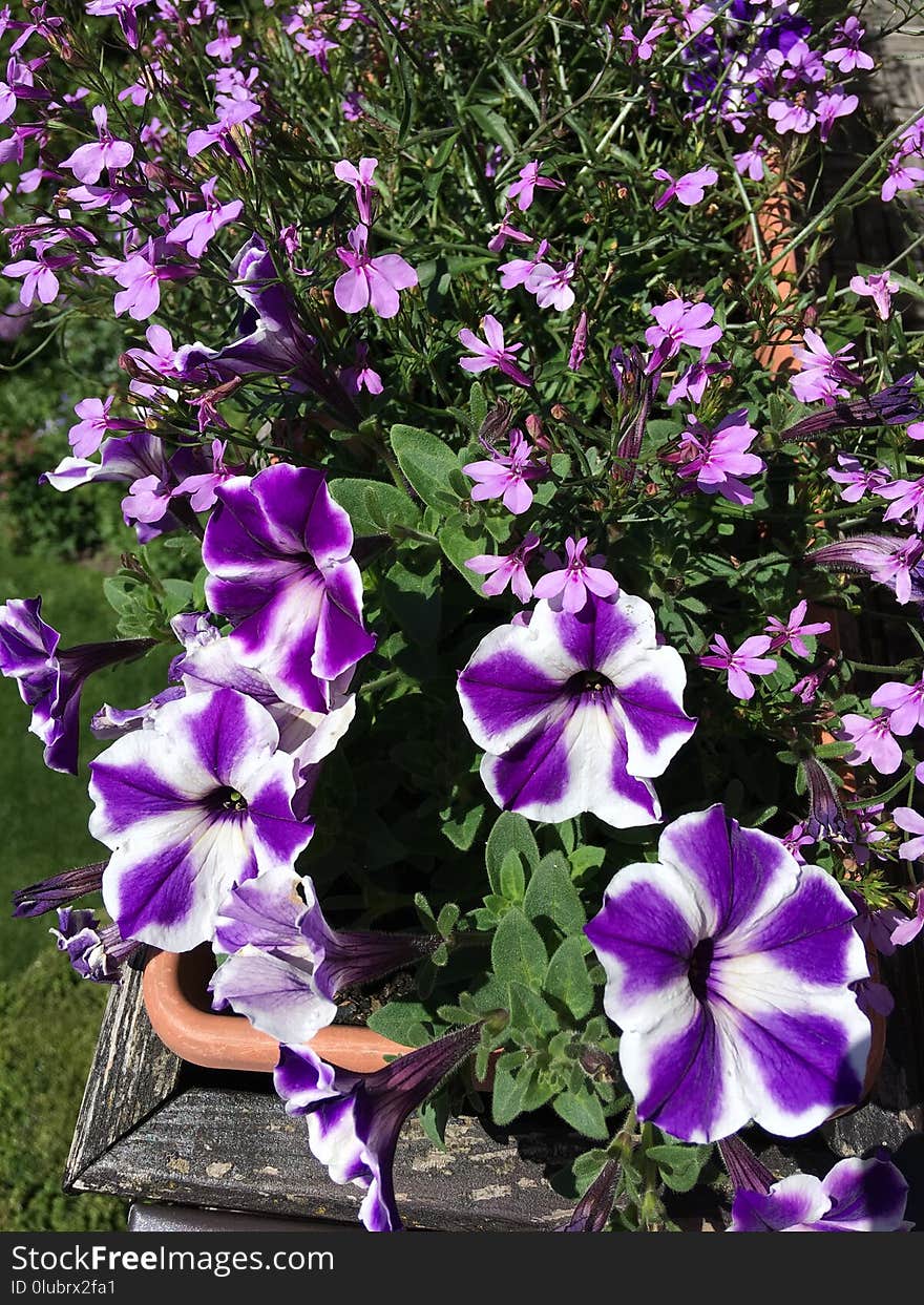 Flower, Plant, Purple, Violet