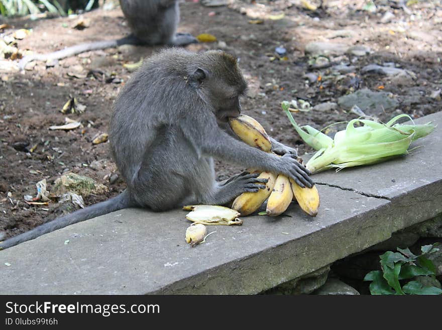 Mammal, Fauna, Macaque, Primate