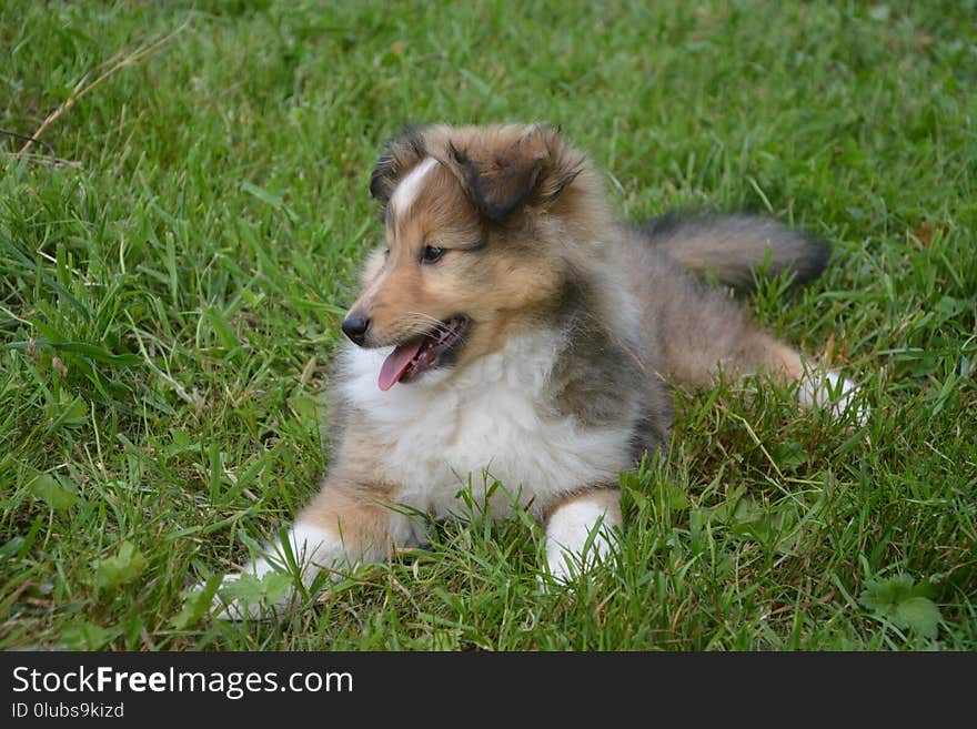 Dog, Rough Collie, Dog Like Mammal, Scotch Collie