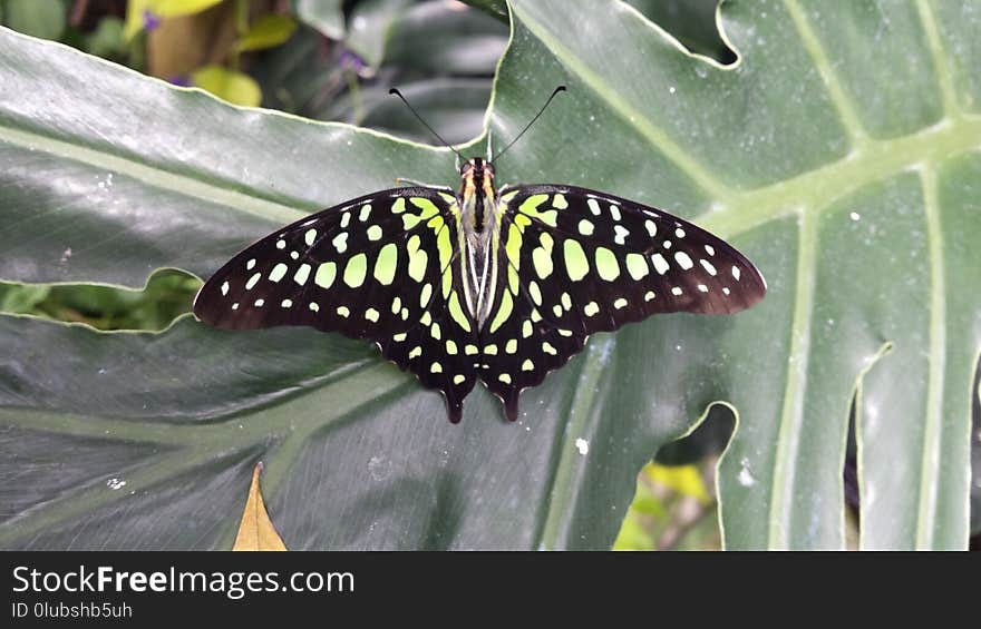 Butterfly, Moths And Butterflies, Insect, Invertebrate