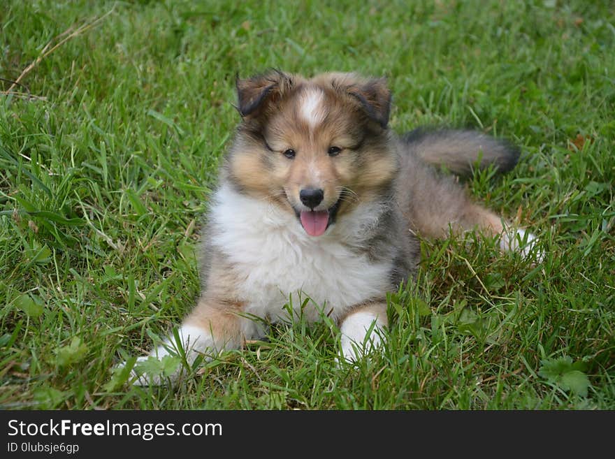 Dog, Dog Like Mammal, Rough Collie, Dog Breed