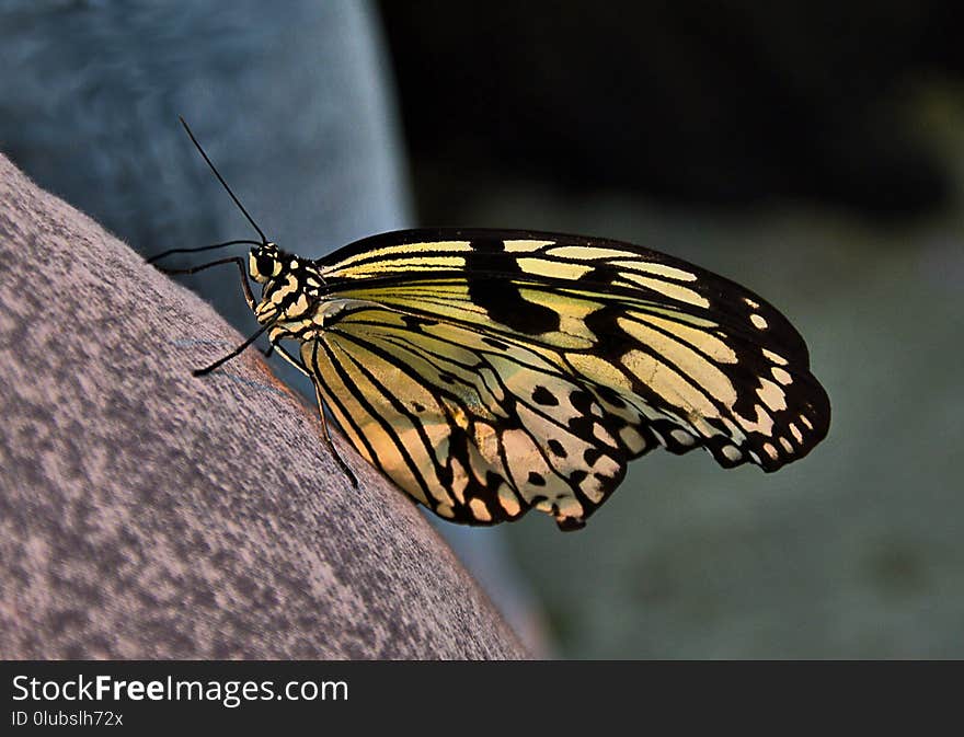 Butterfly, Moths And Butterflies, Insect, Invertebrate