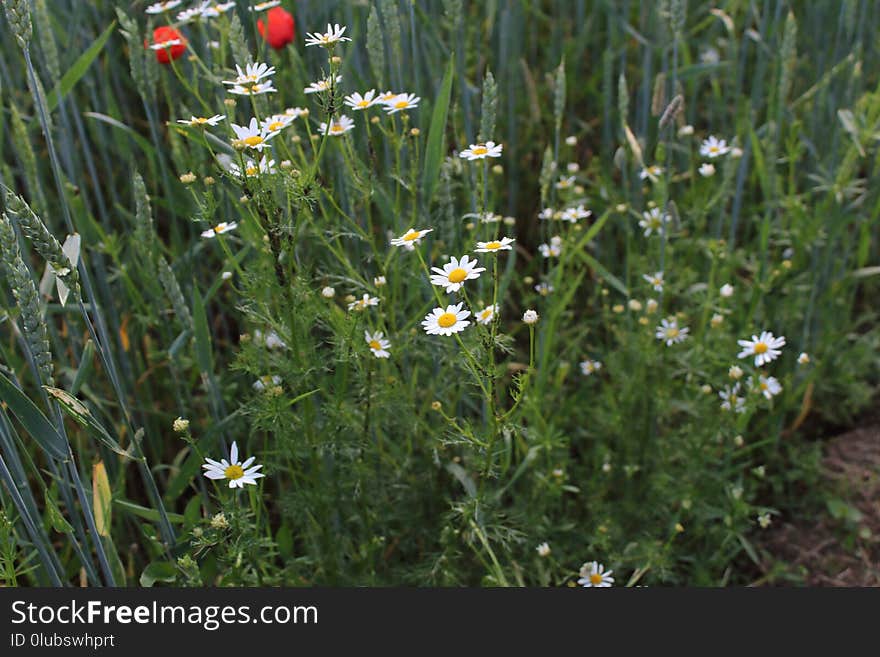 Flower, Plant, Flora, Flowering Plant