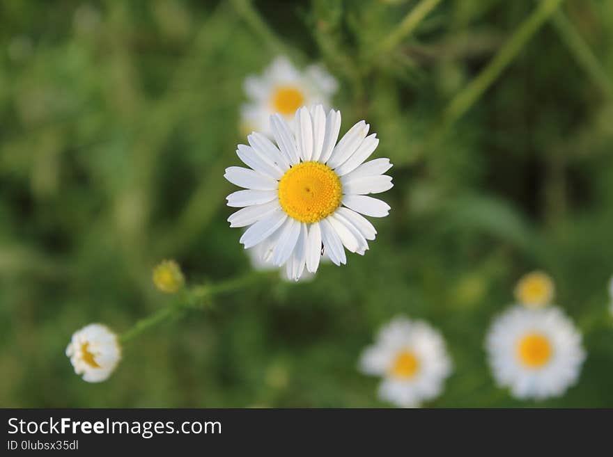 Flower, Chamaemelum Nobile, Oxeye Daisy, Flora