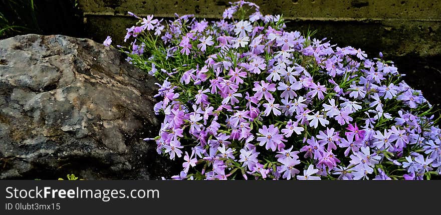 Flower, Plant, Flowering Plant, Flora