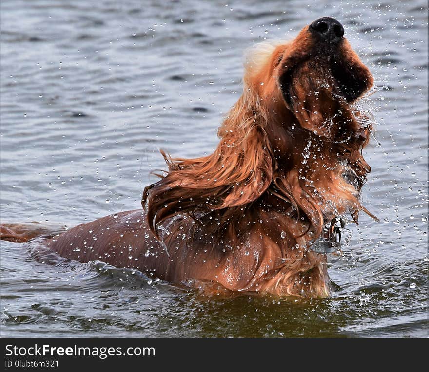 Wildlife, Snout, Water