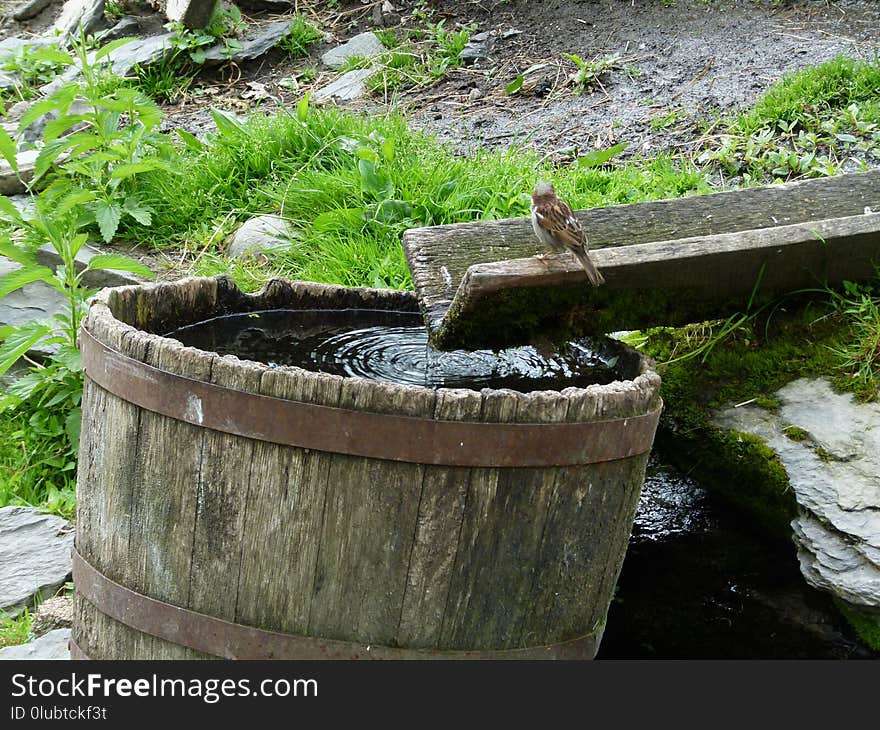 Water, Water Resources, Plant, Tree