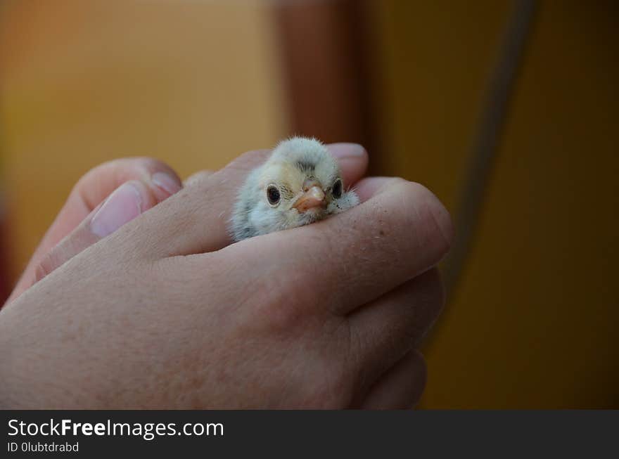 Skin, Fauna, Beak, Finger